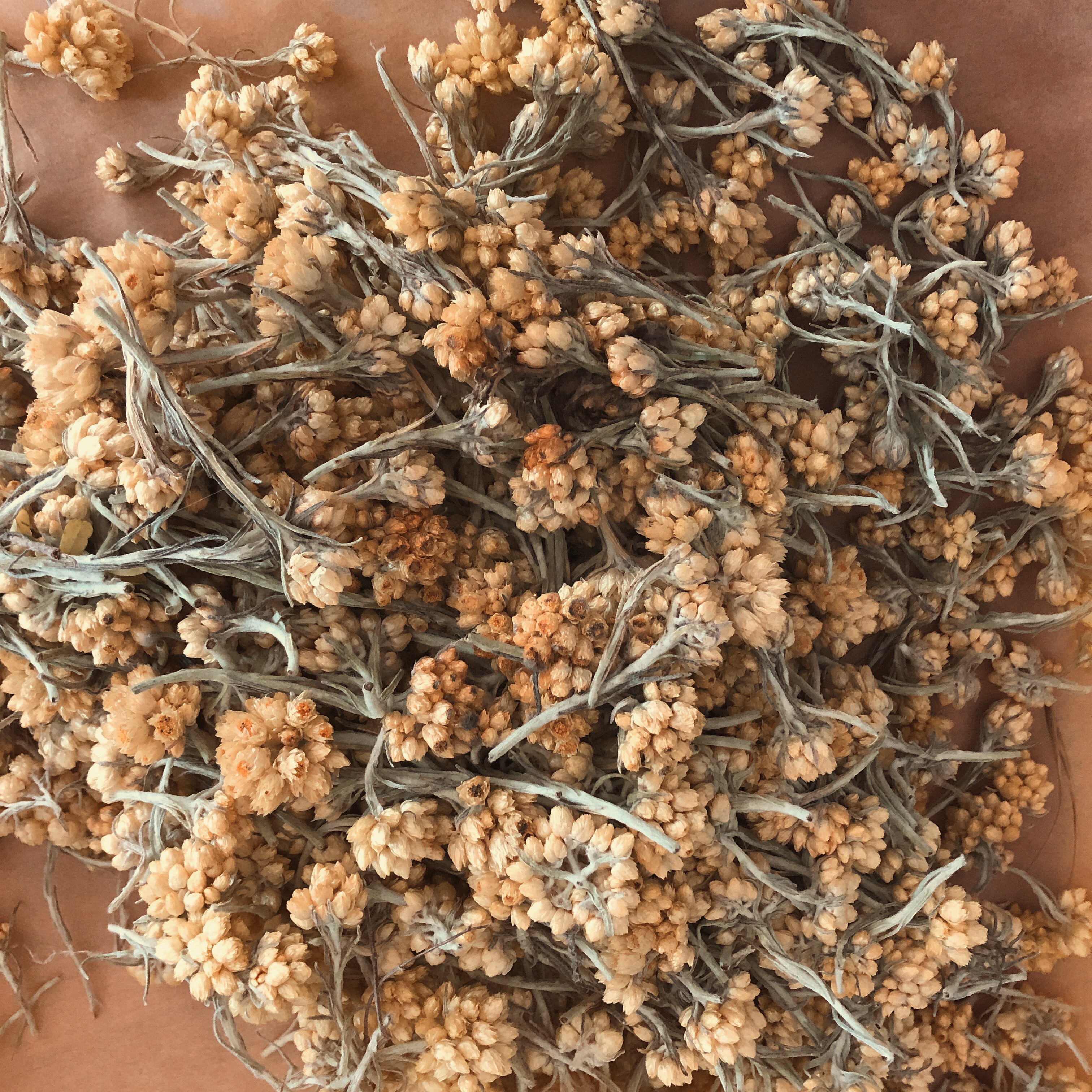 AfterlightImage (2).jpg