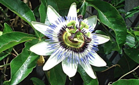 passiflore.JPG
